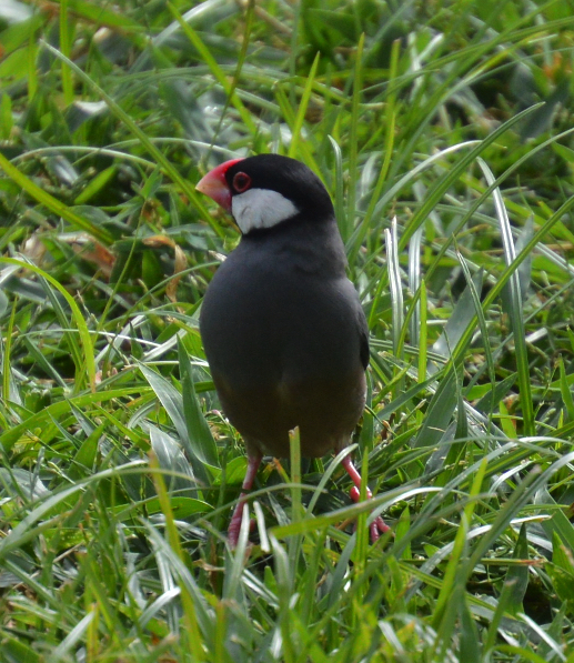 Java sparrow