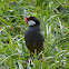 Java sparrow