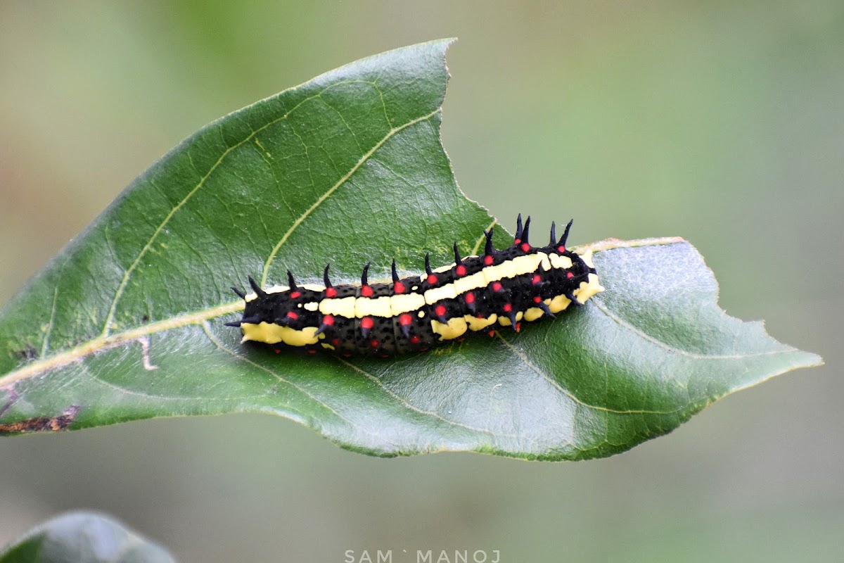 Common Mime Caterpillar