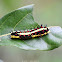 Common Mime Caterpillar