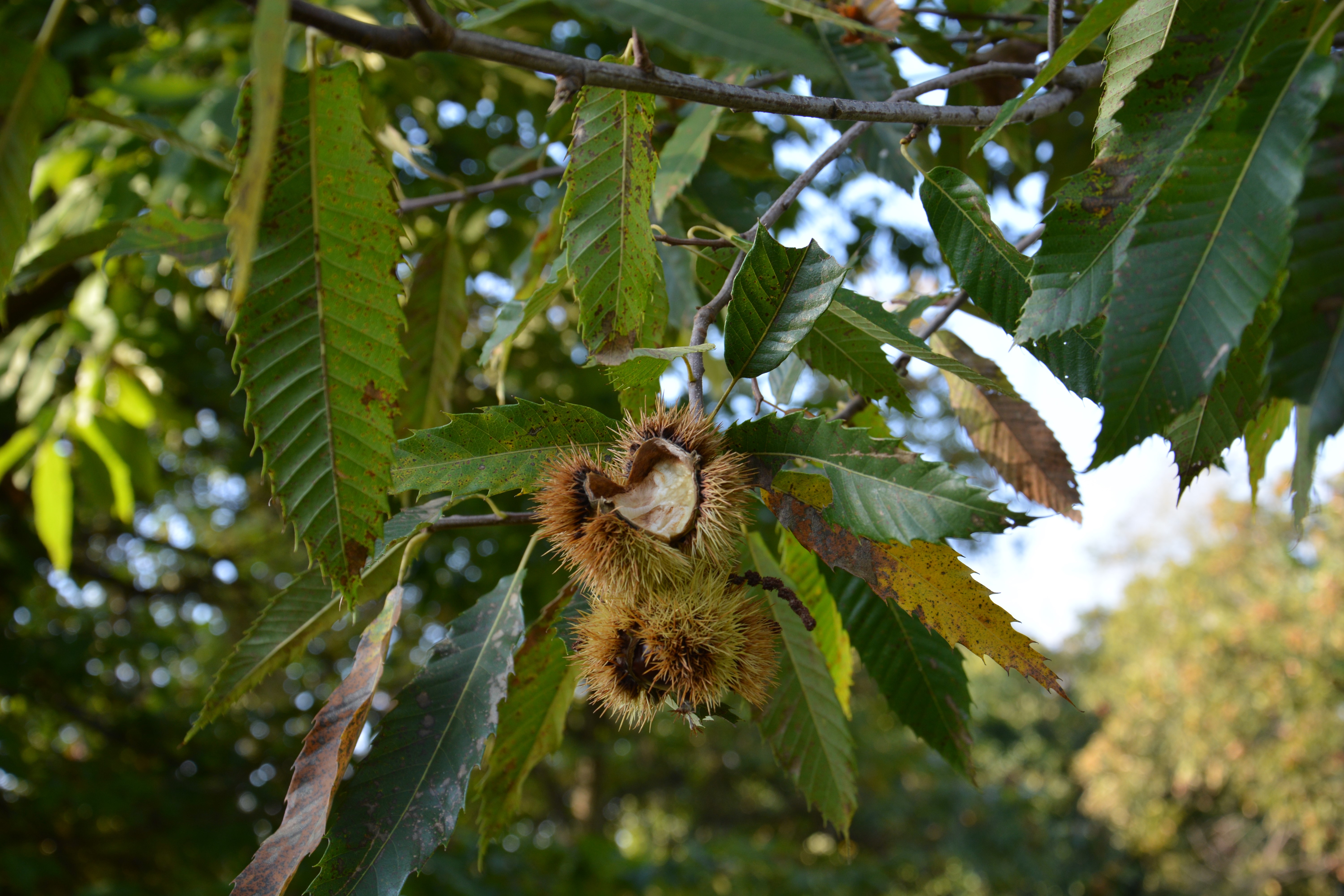 Il cuore dell autunno di verisi