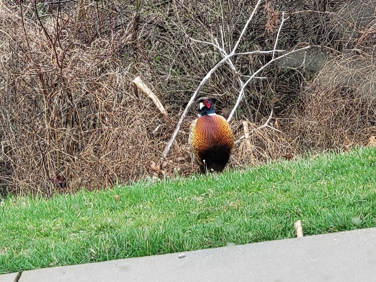 Ring-necked Pheasant