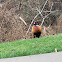 Ring-necked Pheasant