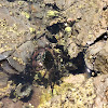 Striped Shore Crab