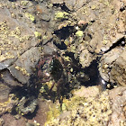 Striped Shore Crab