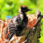 Hairy woodpecker (juvenile male)