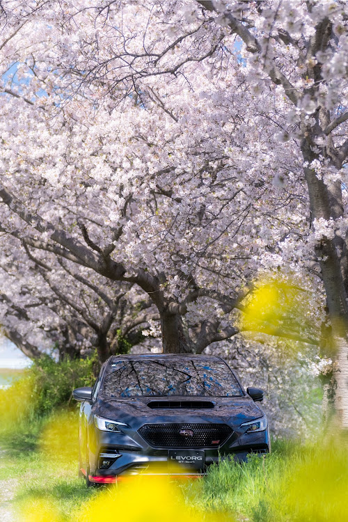レヴォーグのいつもイイね＆コメントありがとうございます😆・グリル大百科・サクラと愛車・写真編集サボリすぎ・桜コラボに関するカスタム事例の投稿画像6枚目