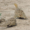 Chestnut-bellied sandgrouse