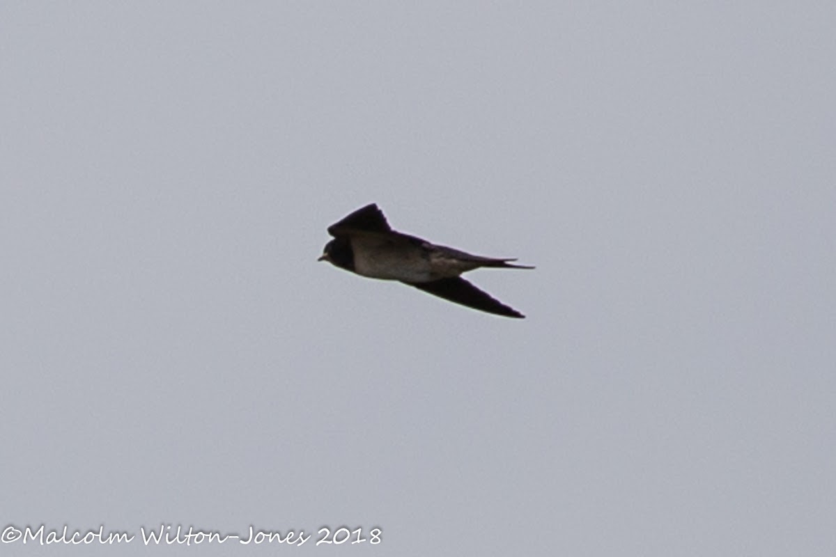 House Martin; Avión Común