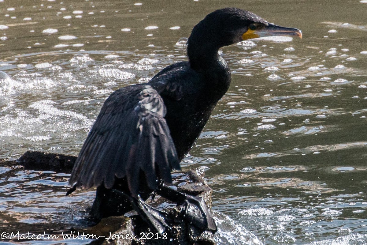 Cormorant