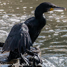 Cormorant