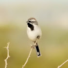 Black-throated Sparrow