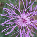 Spotted Knapweed