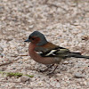 Common chaffinch