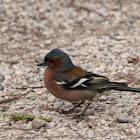 Common chaffinch