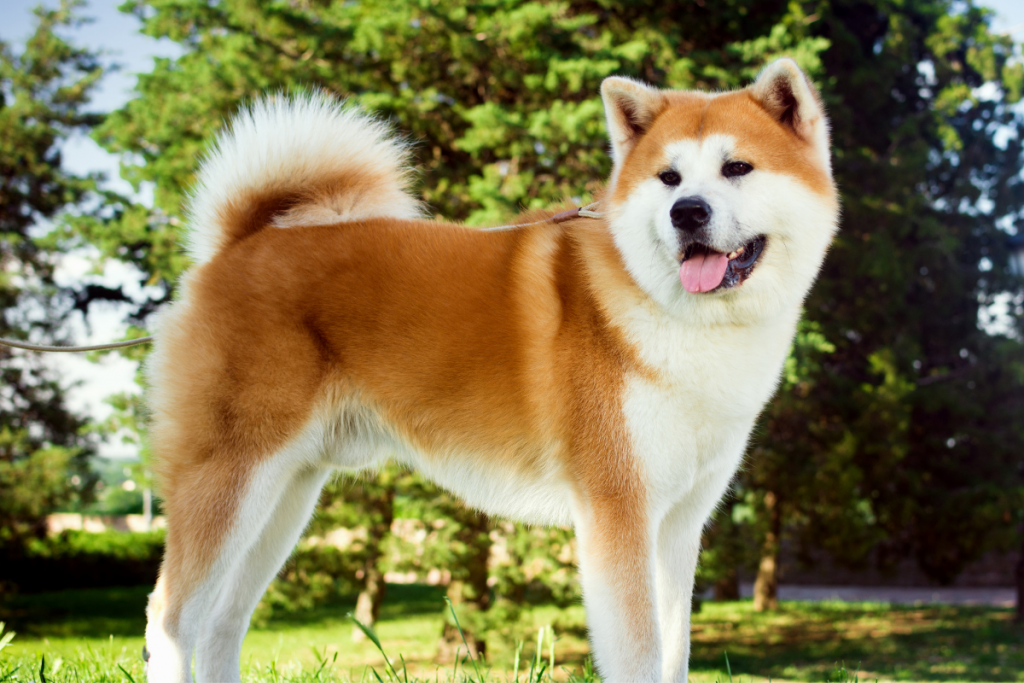 Akita Inu