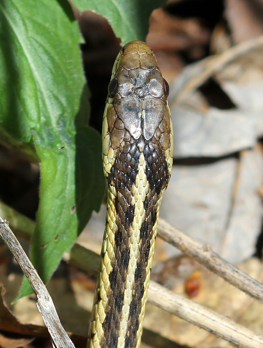 Common Garter Snake