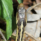 Common Garter Snake