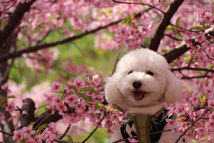 スイフトスポーツの月ヶ瀬梅林・河津桜とコラボ🌸・梅の花とコラボ・菜の花と愛車・ワンコとドライブに関するカスタム事例の投稿画像6枚目
