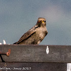 Wheatear; Collalba gris