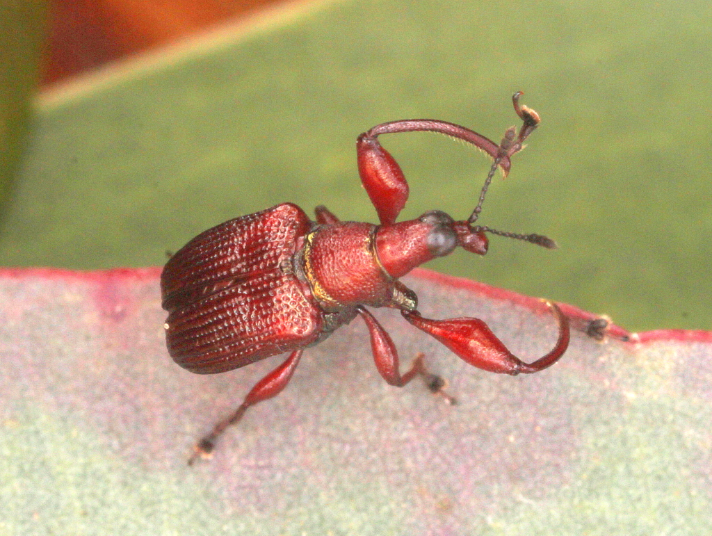 Leaf rolling weevil