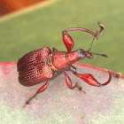 Leaf rolling weevil