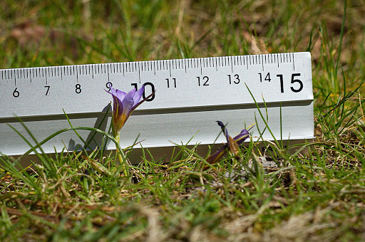 Romulea bulbocodium