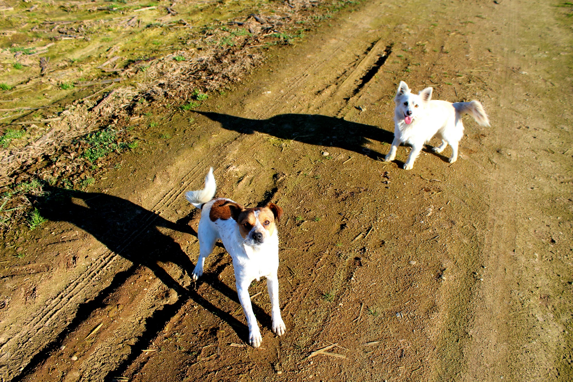 Ombre canine di Bobo