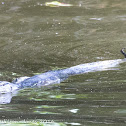 Malayan Water Monitor