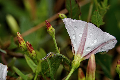 Convolvulus arvensis