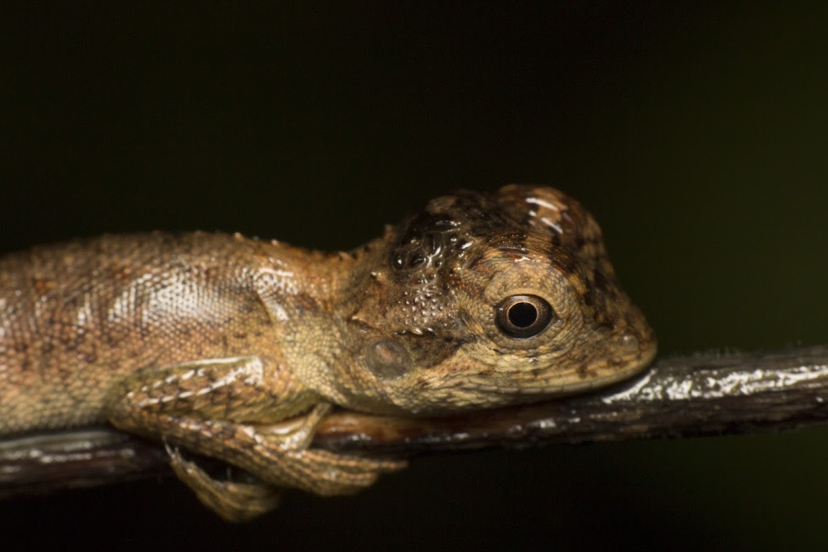 Roux's forest lizard