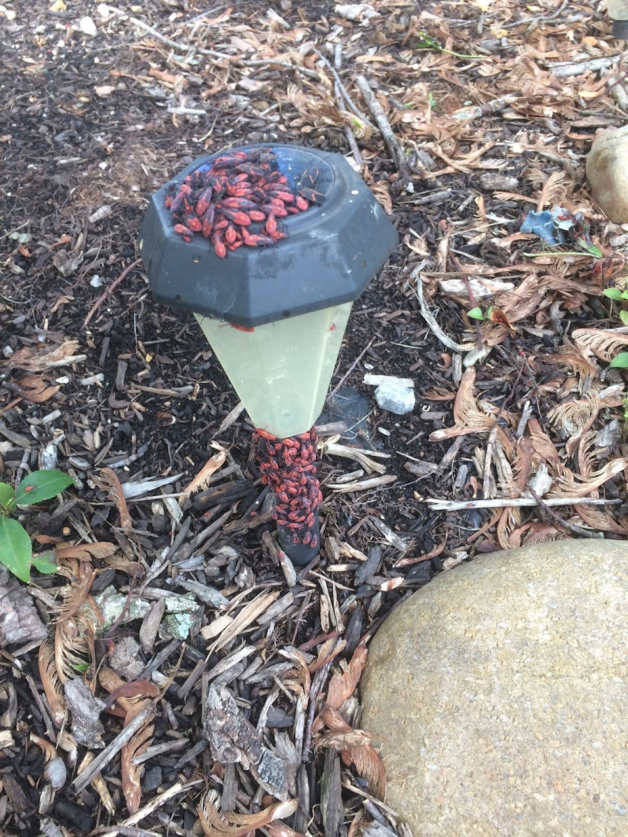 Box Elder Beetles