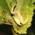 Flower Crab Spider