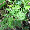 Rattlesnake Fern