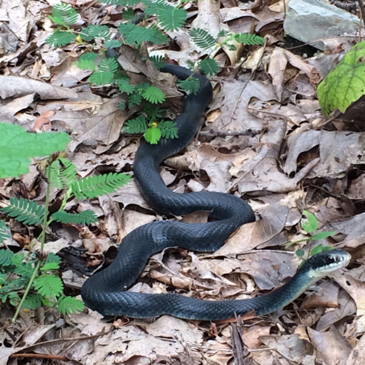 Northern Black Racer