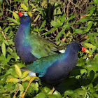 American purple gallinule