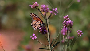 Gardening for Butterflies & Other Beneficial Insects thumbnail