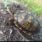 Eastern Box Turtle