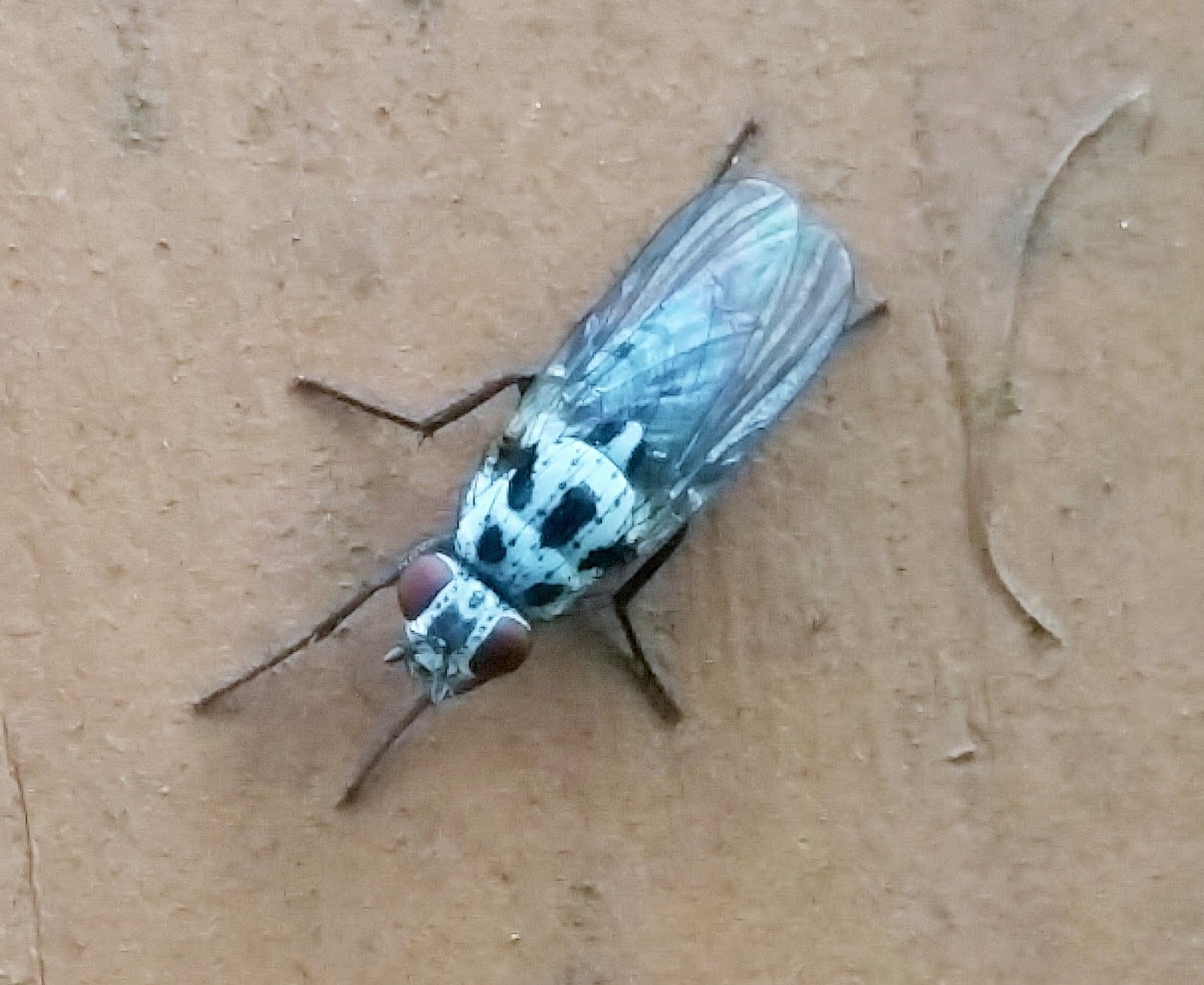 Root-maggot fly