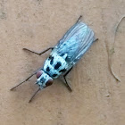 Root-maggot fly