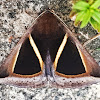 Triangular striped moth