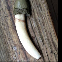 Ravenel's Stinkhorn