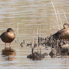 Shoveler; Pato Cuchara