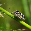 Chinche (Stink bug)