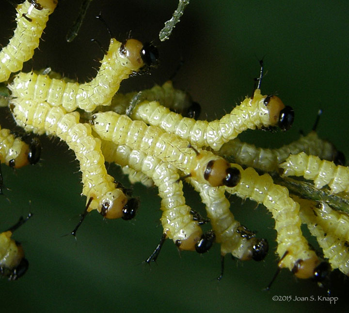 Peigler's Oakworm Moth Larva