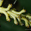 Peigler's Oakworm Moth Larva