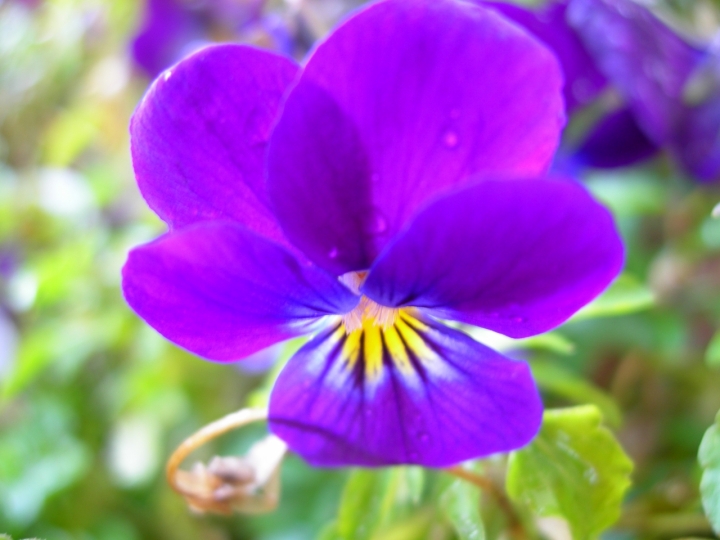 Viola tricolor di lady oscar