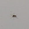 Yellow Fever Mosquito