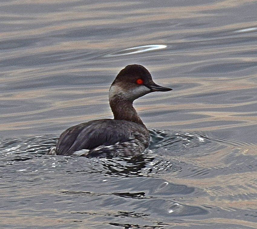 Eared Grebe