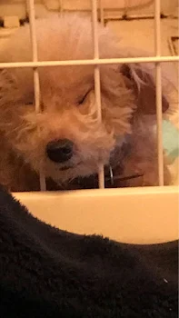 嘘つきの恋